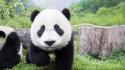 Animals baby nature panda bears wallpaper