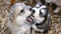 Animals dogs puppies husky siberian wallpaper