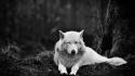 Animals grayscale wolves wallpaper