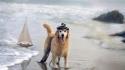 Beach animals dogs sea wallpaper
