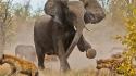 Botswana national geographic animals elephants hyenas wallpaper