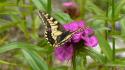Butterflies insects nature pink flowers wallpaper