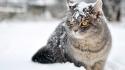 Cat in snow wallpaper