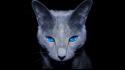 Cats blue eyes animals pets black background wallpaper