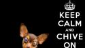 Chihuahua black background kcco the chive chiveon wallpaper