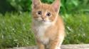 Cute cat kitten wallpaper