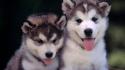 Cute husky puppies wallpaper