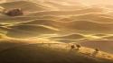 Dawning golden grass landscapes nature wallpaper