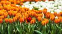 Flowers tulips depth of field orange wallpaper