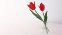 Flowers tulips white background red wallpaper