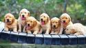 Golden retriever puppies wallpaper