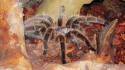 Grammostola rosea arachnids insects spiders wallpaper