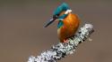 Kingfisher birds wallpaper