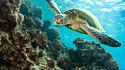 Landscapes nature animals turtles underwater wallpaper
