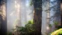 Landscapes nature trees forests fog sunlight wallpaper