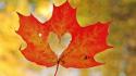 Nature autumn (season) leaves maple leaf hearts wallpaper