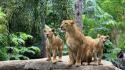 Nature forests animals lions wallpaper