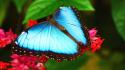 Nature insects blue morpho red flowers butterflies wallpaper