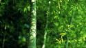 Nature leaves bamboo flora wallpaper
