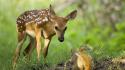 Nature squirrels national geographic roe fawn wallpaper