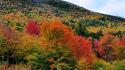 Nature trees autumn multicolor wallpaper