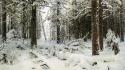 Nature winter forests wallpaper