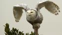 Owls birds bird of prey wallpaper