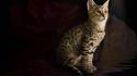 Savannah cat kitten wallpaper