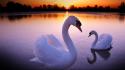 Sunset swans wallpaper
