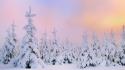 Winter forests wallpaper