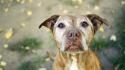 Animals dogs looking up pitbull wallpaper
