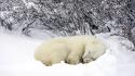 Animals nature polar bears sleeping snow wallpaper