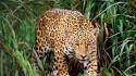 Animals plants jaguars wallpaper