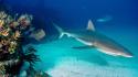 Animals sharks reef caribbean wallpaper
