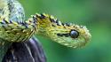 Animals snakes viper reptiles wallpaper