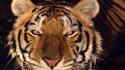 Animals tigers wild wallpaper
