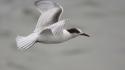 Birds animals gull flight wallpaper