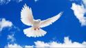 Birds animals skyscapes white dove wallpaper