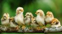 Birds chickens chicks (chickens) baby wallpaper