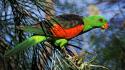 Birds parrots red-winged parrot wallpaper