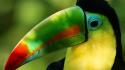 Birds toucans wallpaper