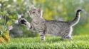 Cats animals grass british kittens wallpaper