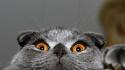Cats hello british shorthair wallpaper