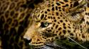 Cats leopards jaguars wallpaper