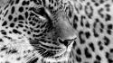 Close-up animals grayscale leopards jaguars wallpaper