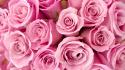 Cute pink roses wallpaper
