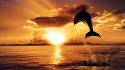 Dolphin in sunset wallpaper