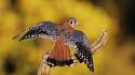 Falcon bird wallpaper