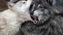 Fighting bite funny national geographic wolves wallpaper