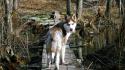 Forest animals dogs husky wooden bridge swamps wolves wallpaper